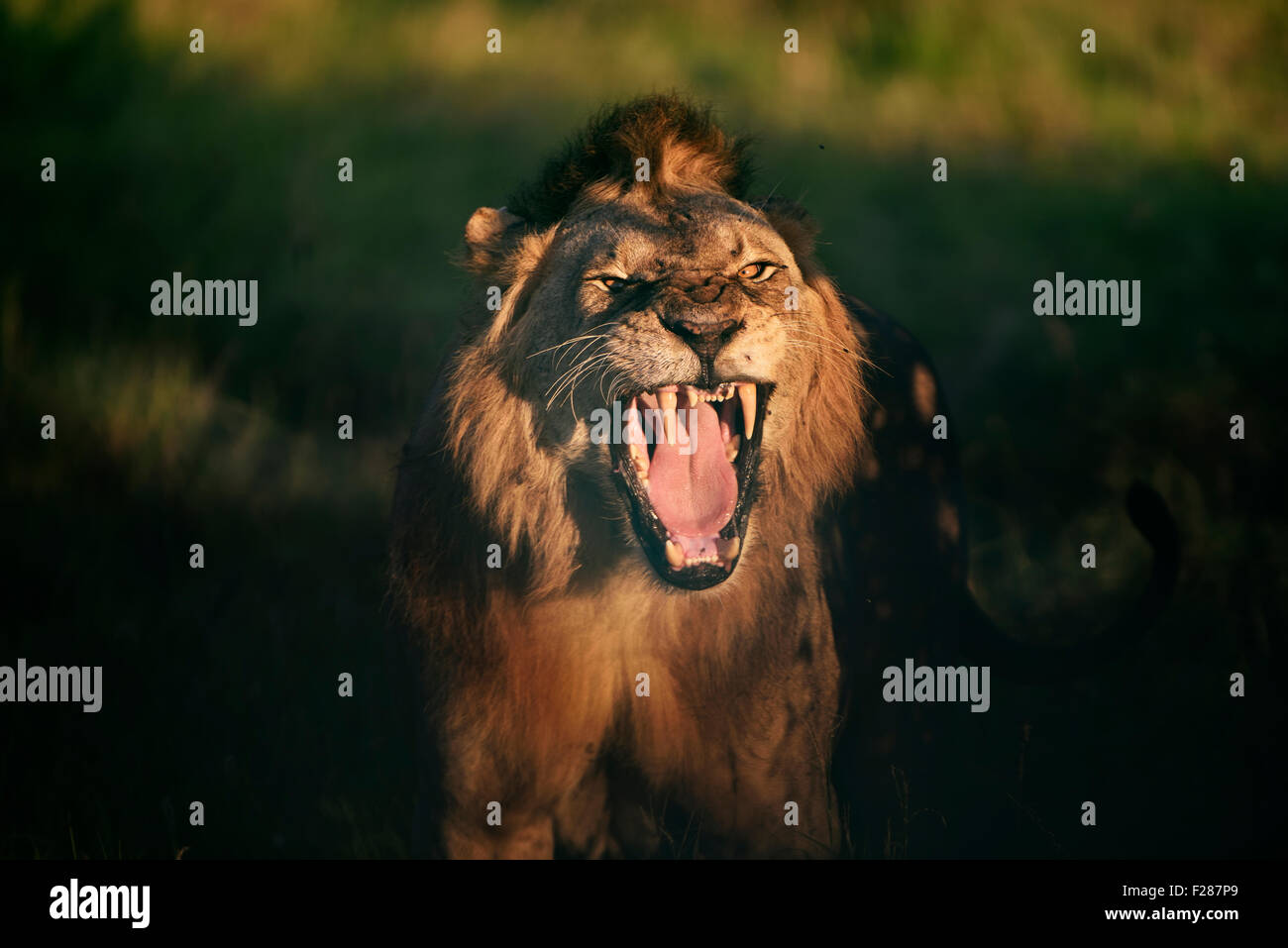 Junger Löwe (Panthera Leo), zeigt seine Zähne mit einer aggressiven Haltung im späten Abendlicht, Tsavo West, Kenia Stockfoto