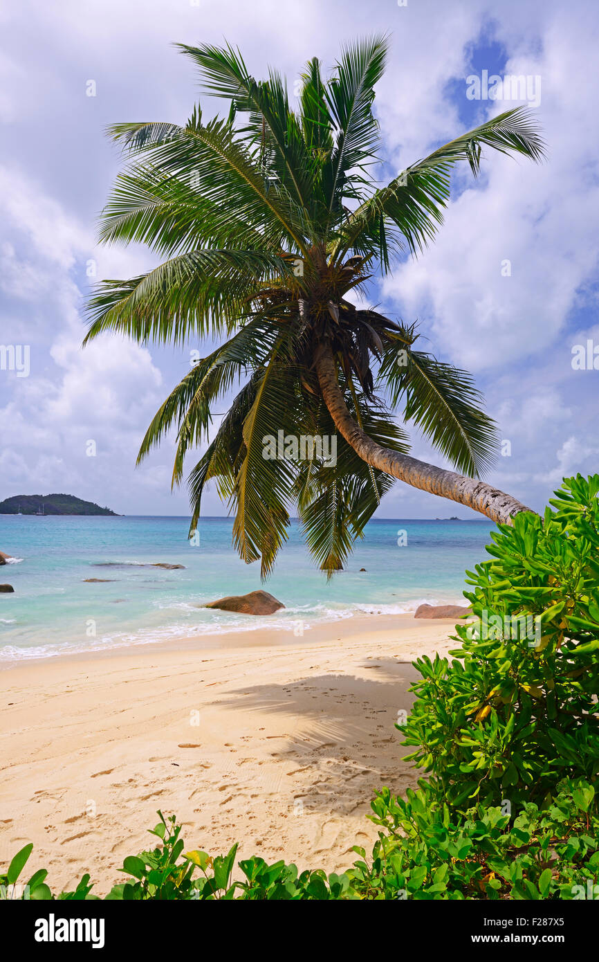 Strand und Palmen Bäume am Anse Boudin, Insel Praslin, Seychellen Stockfoto