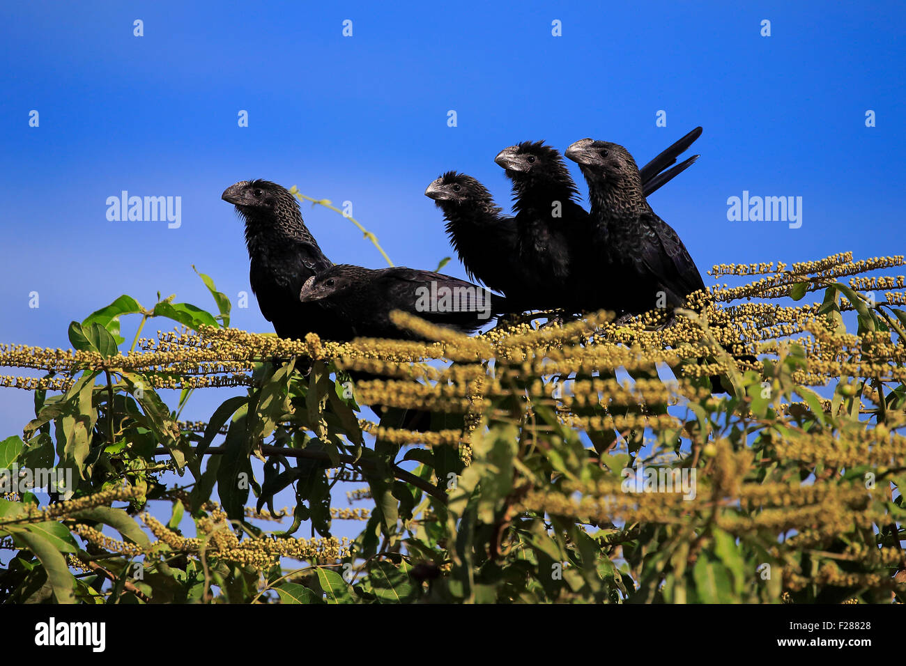 Glatt-billed Anis (Crotophaga Ani), sitzt auf einem Baum, Gruppe, Pantanal, Mato Grosso, Brasilien Stockfoto