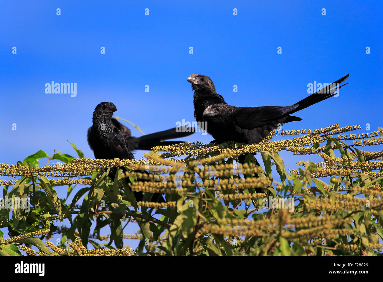 Glatt-billed Anis (Crotophaga Ani), sitzt auf einem Baum, Gruppe, Pantanal, Mato Grosso, Brasilien Stockfoto