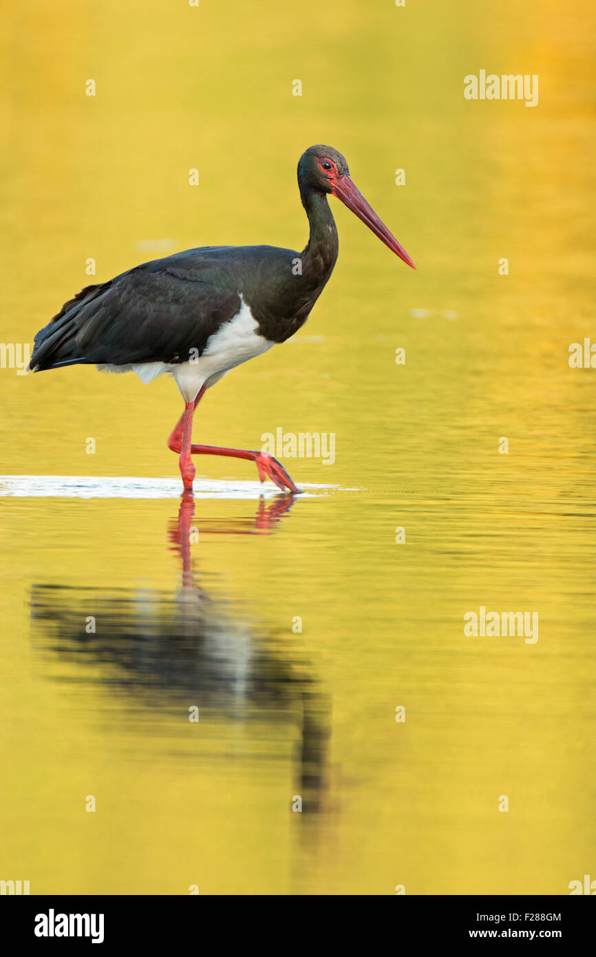 Schwarzstorch (Ciconia Nigra), Erwachsene im Wasser bei Sonnenuntergang, mittlere Elbe-Biosphärenreservat, Sachsen-Anhalt, Deutschland Stockfoto