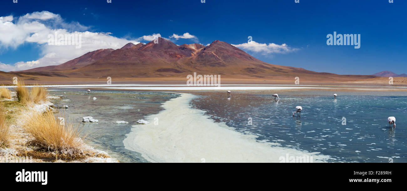 Wüste See Laguna Cañapa auf dem Altiplano Boliviens an einem sonnigen Tag. Stockfoto