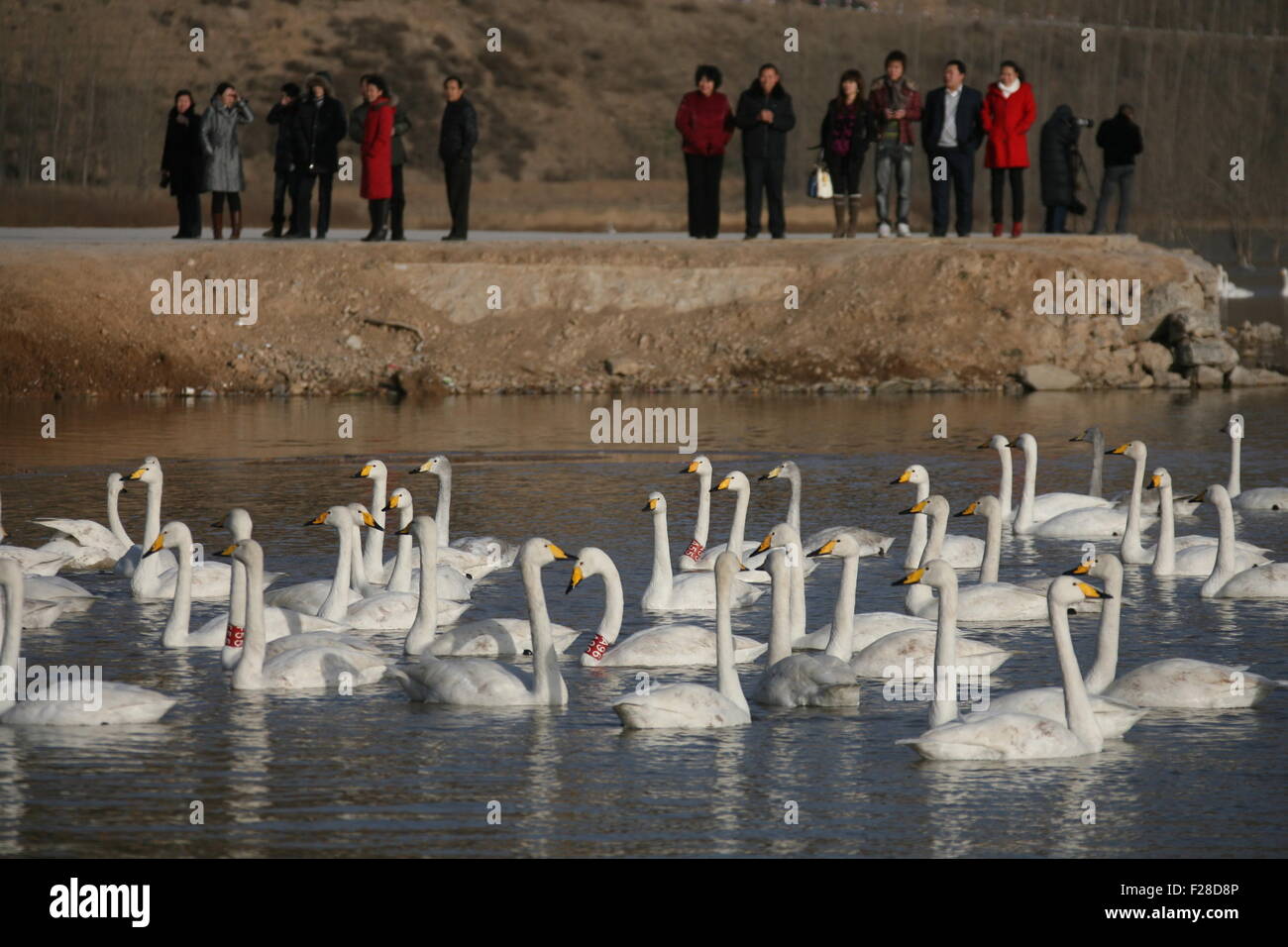 Schwäne sind auf dem Wasser Gesicht nach einem Diesel Ölaustritt aus einer Pipeline am gelben Fluss in Pinglu, Provinz Shanxi Janu gesehen. Stockfoto