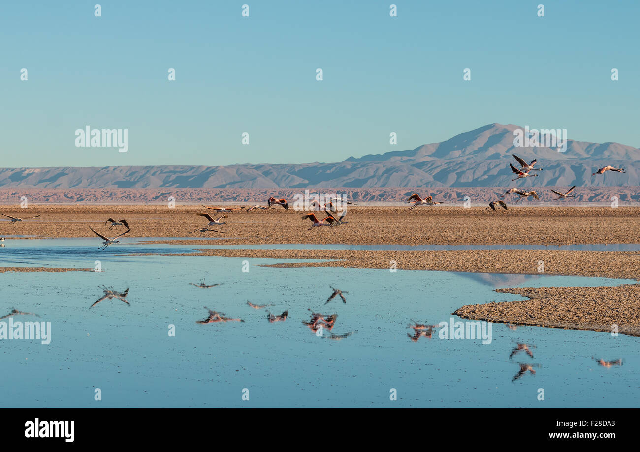 Anden-Flamingos (Phoenicopterus Andinus) am Laguna Chaxa kurz nach Sonnenaufgang mit den Anden im Hintergrund. Stockfoto