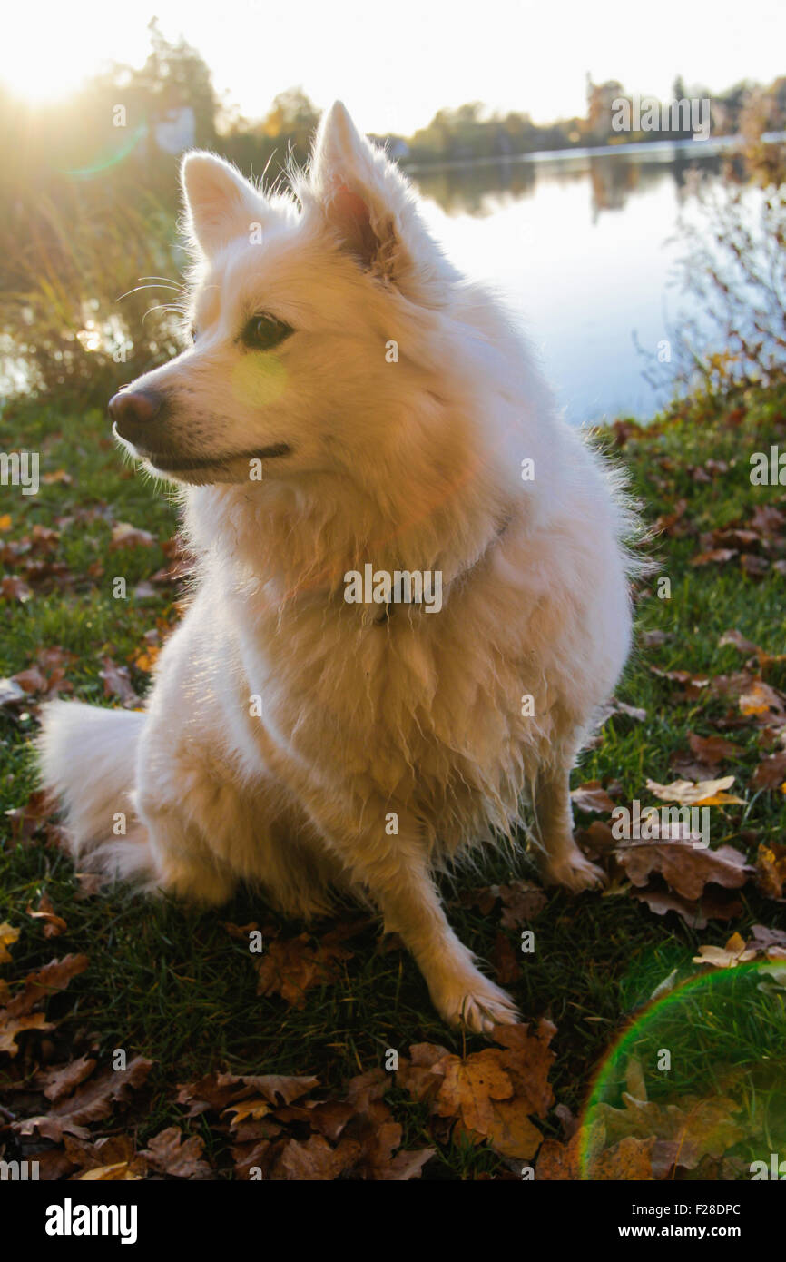 Spitz Hund sitzt am Ufer, See Weßling, Bayern, Deutschland Stockfoto