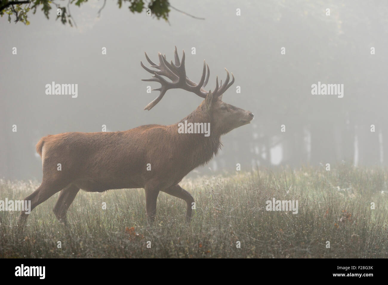 Alte Hirsch / Red Deer / Rothirsch (Cervus Elaphus) läuft durch einen offenen Wald auf einen typischen nebligen Morgen (Deutschland). Stockfoto