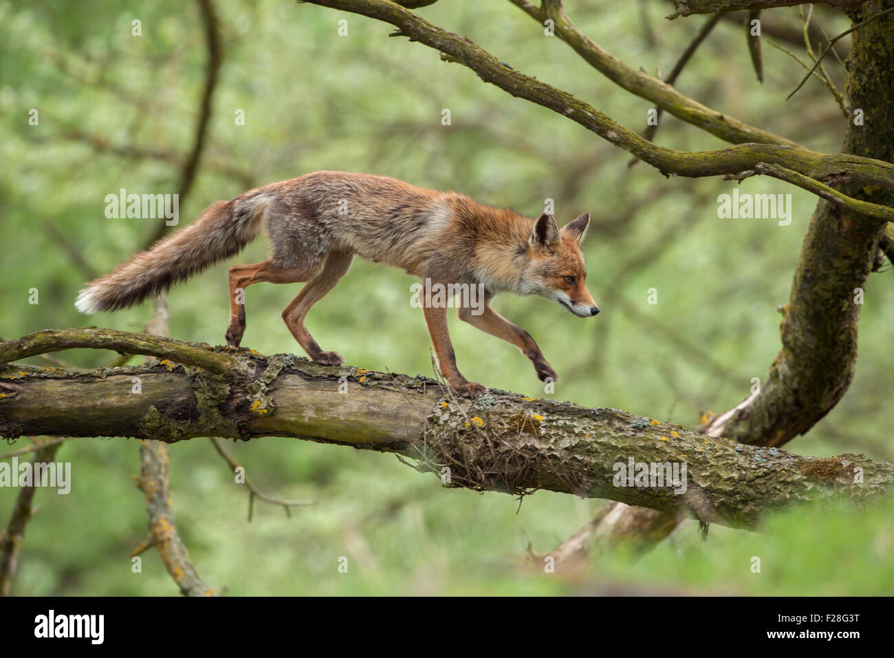 Rotfuchs / Rotfuchs (Vulpes Vulpes) klettern, balancieren, läuft auf / über einen Baum. Stockfoto