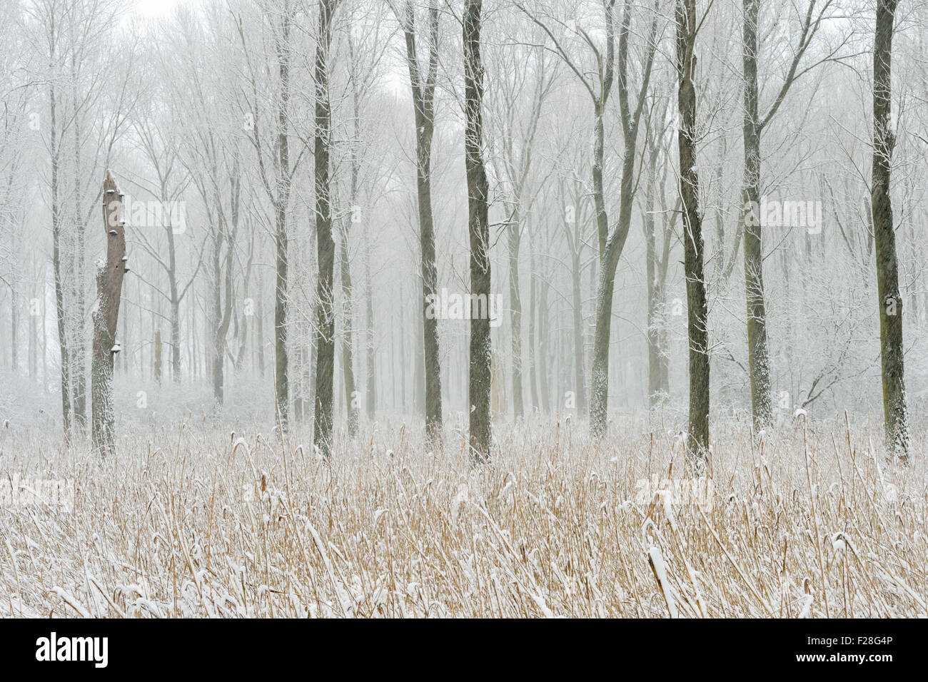 Schneebedeckte Sumpfwald in den Niederrhein, Winter in Meerbusch, Ilvericher Altrheinschlinge, Deutschland. Stockfoto
