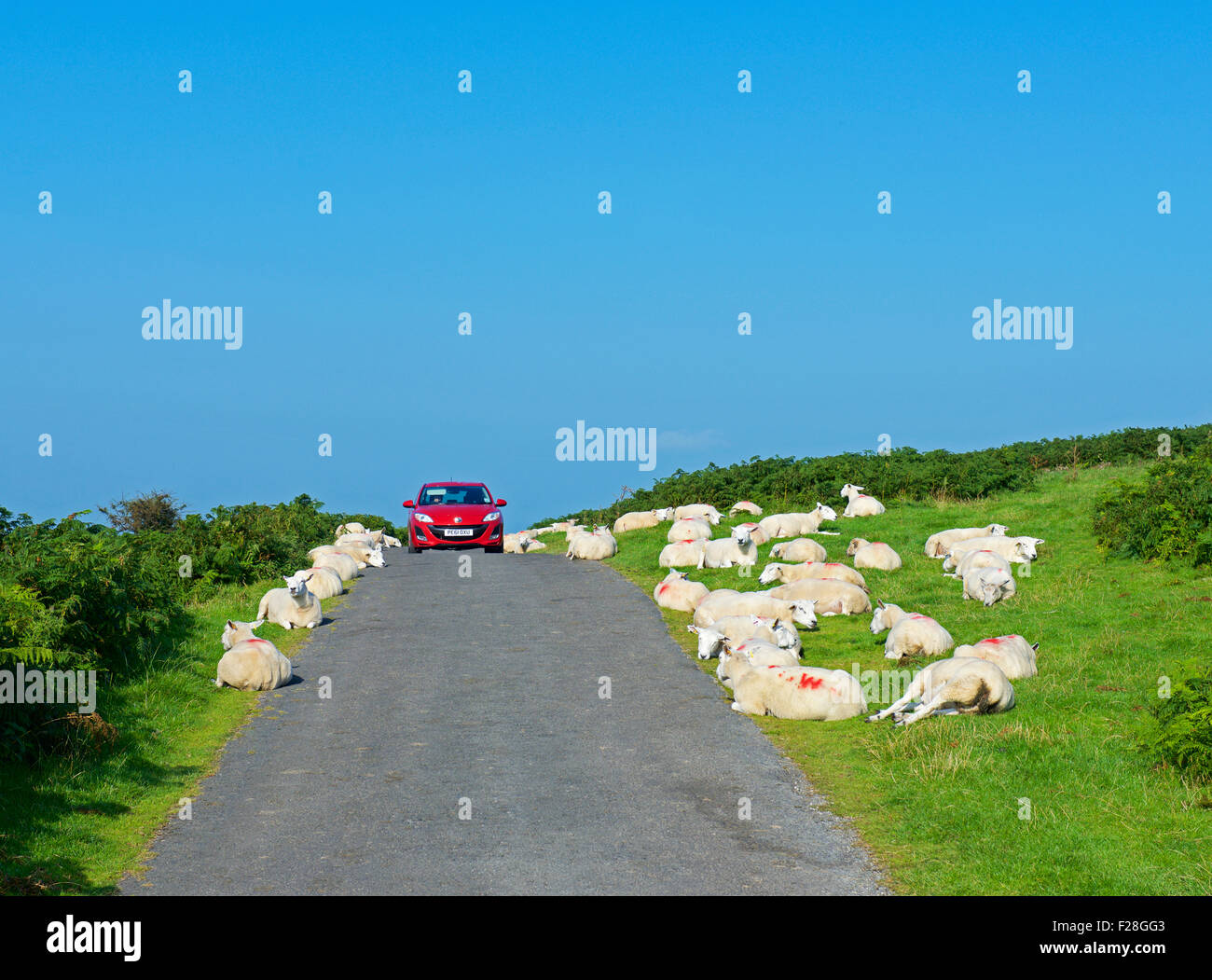 Auto fahren durch Schafe, liegend neben Straße, England UK Stockfoto