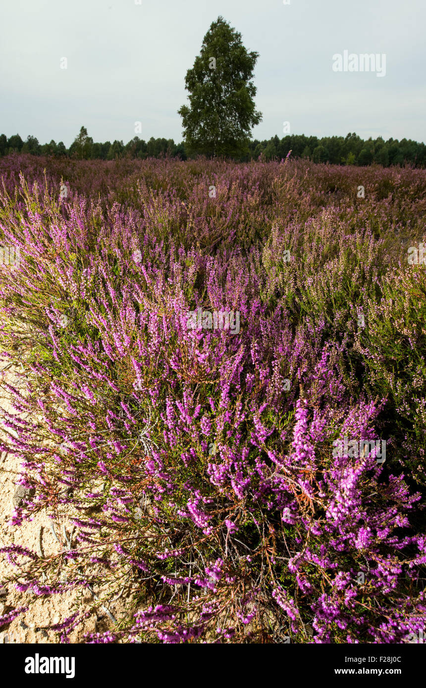 Neuzelle, Deutschland. 12. Sep, 2015. Blick auf die blühende Natur behalten Reicherskreutzer Heath in der Nähe von Neuzelle, Deutschland, 12. September 2015. Das Areal wurde als militärischer Übungsplatz seit Jahrzehnten genutzt, eine umfangreiche Heide den südlichen Teil des Naturparks Schlaubetal umgewandelt. Das Naturschutzgebiet von 30 Quadratkilometern wurde um neue Grundwasser zu gewährleisten und zum Schutz der Tiere und Pflanzen eingerichtet. Foto: Patrick Pleul/Dpa/Alamy Live News Stockfoto