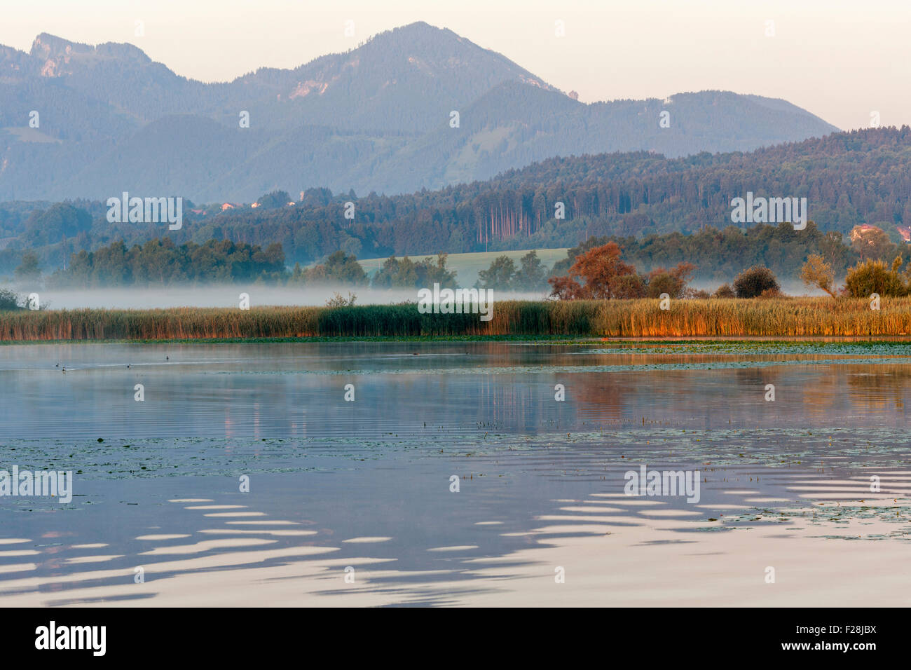 Seerosen schwimmend auf nebligen Chiemsee See, Bayern, Deutschland Stockfoto