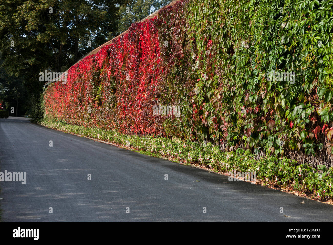 Hecke am Straßenrand, Bayreuth, Bayern, Deutschland Stockfoto