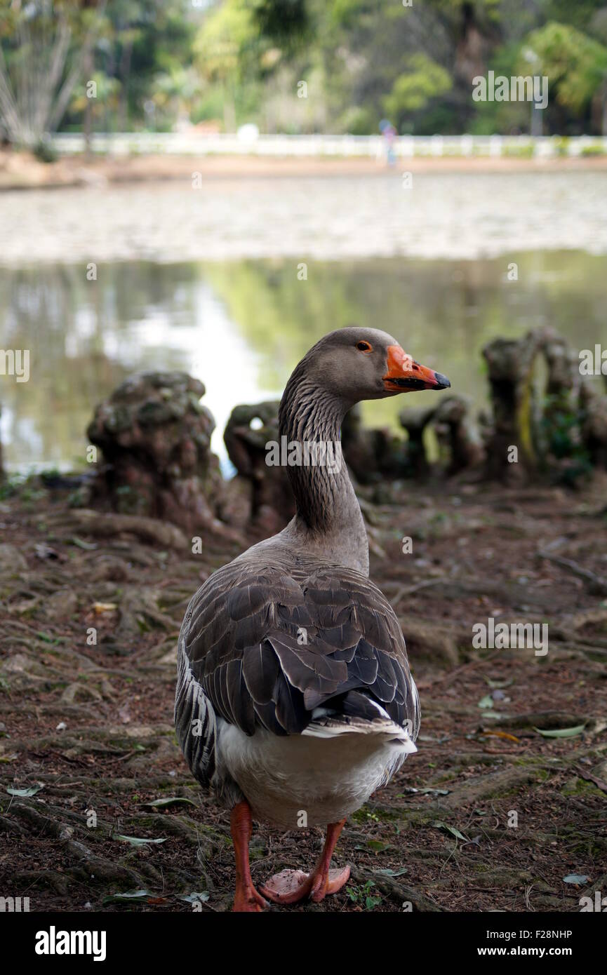 Ente sieht sich in einem Park in Sao Paulo. Stockfoto