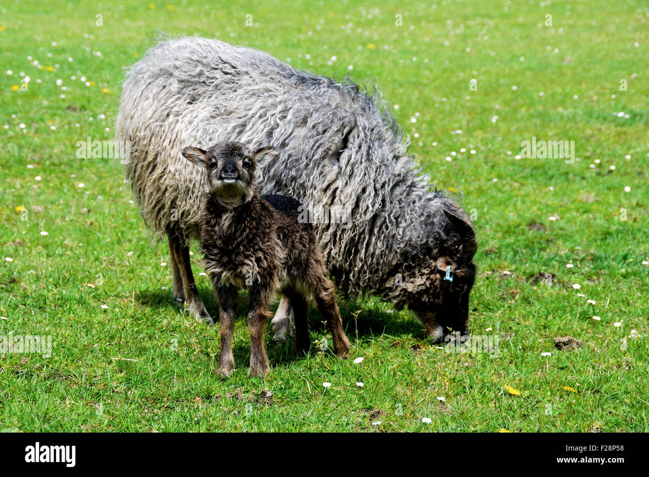 North Ronaldsay Schaf und Lamm Stockfoto