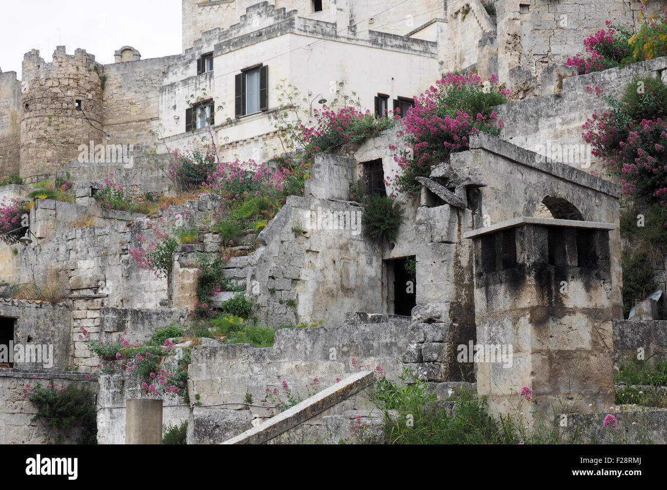 Übermäßiges Wachstum von Unkraut und rosa Blüten in den Ruinen von Sassi di Matera. Stockfoto