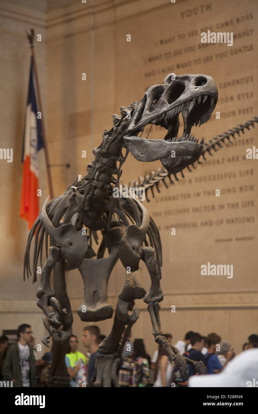 Inmitten der Besucher schützt ein Barosaurus ihre Jungen vor einem angreifenden Allosaurus in der Eingangshalle an das American Museum Of Natural History in Manhattan. Stockfoto