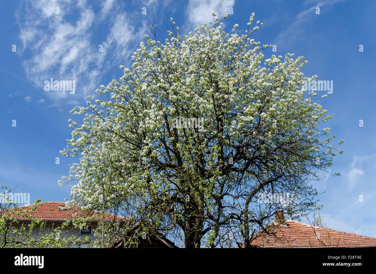 Große Birne Baum Blüte im Frühjahr, Zavet Stadt, Bulgarien Stockfoto