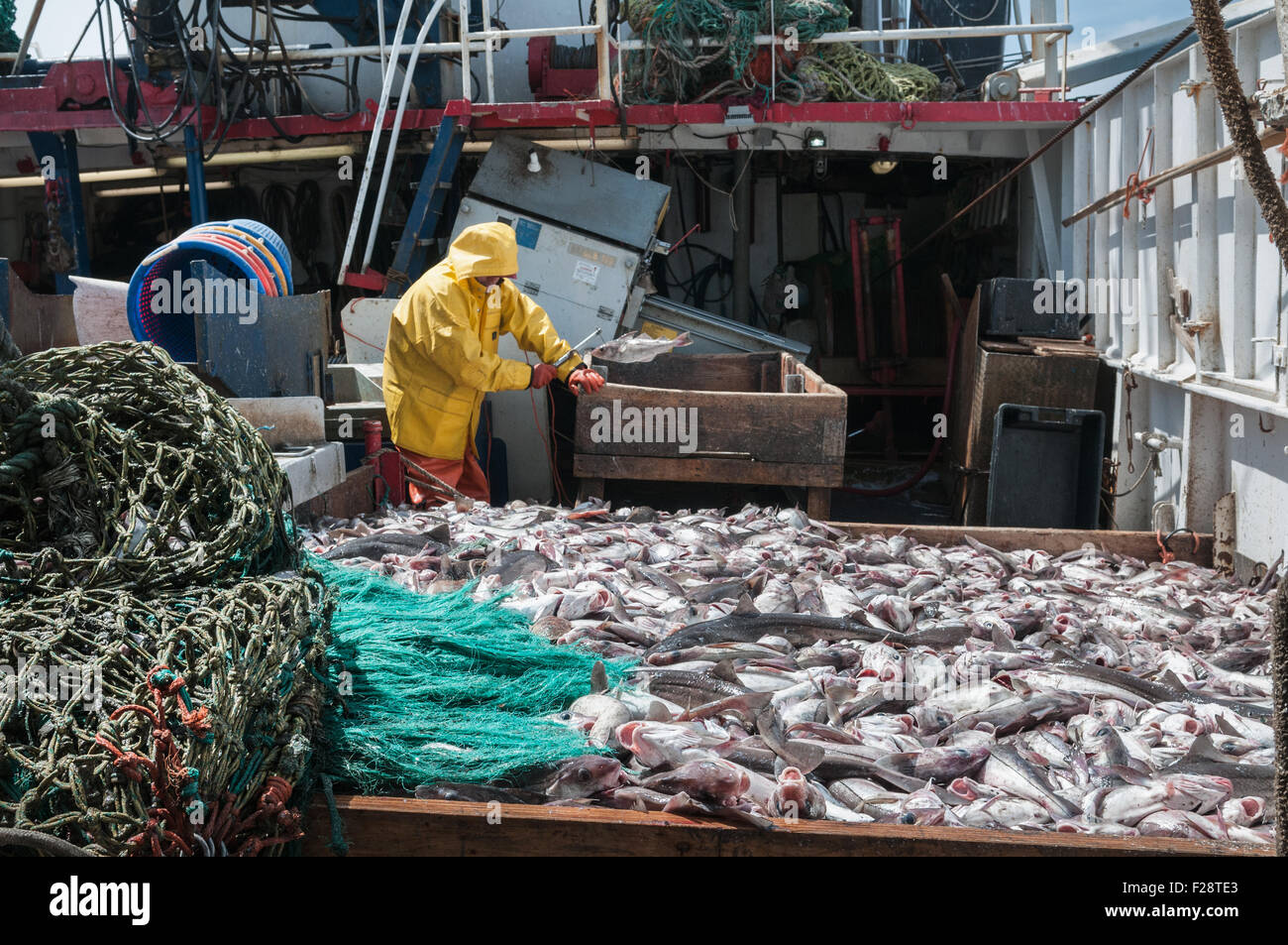 Fang der Schellfisch, Scrod, Pollock und Dornhai auf Deck des Offshore-Trawler sortieren.  Georges Bank, New England Stockfoto