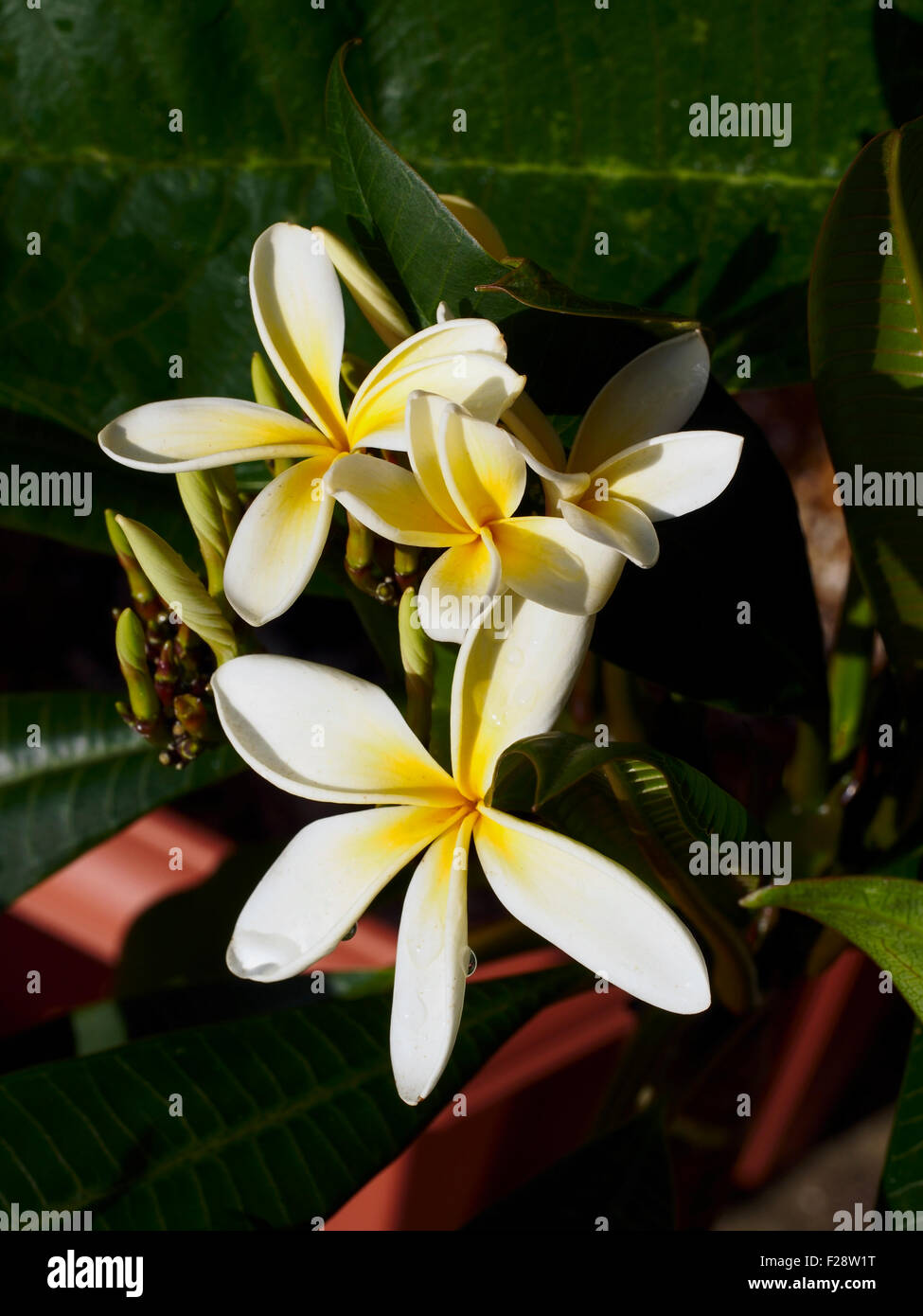 Plumeria Blütenstand Vielzahl Lanai Sunray Stockfoto