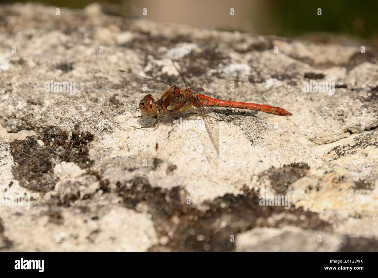 Rote Libelle Stockfoto