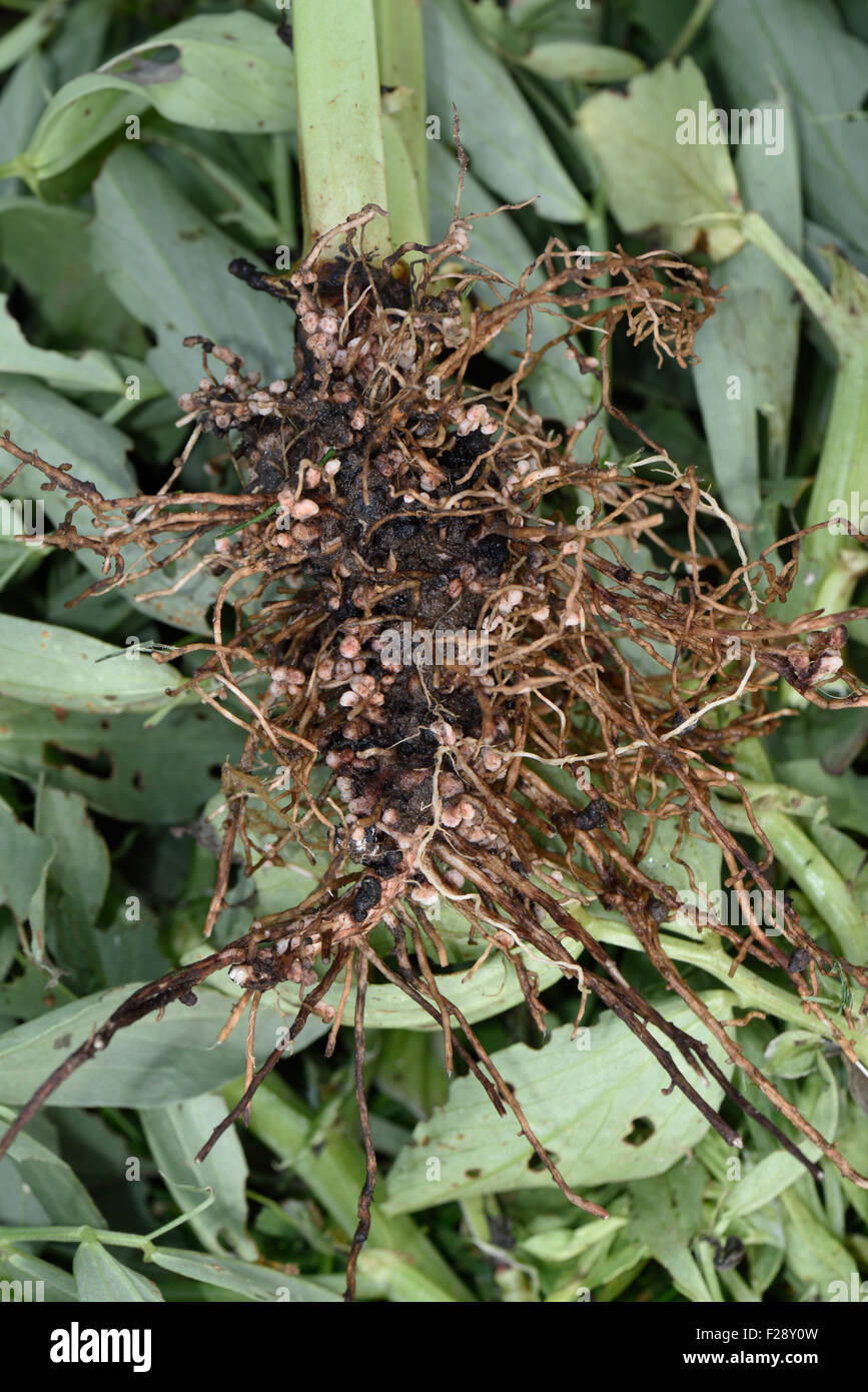 Wurzel einer Saubohne Pflanze zeigt Stickstofffixierung Knötchen gebildet durch Rhizobien, symbiotischen Bakterien ausgesetzt Stockfoto