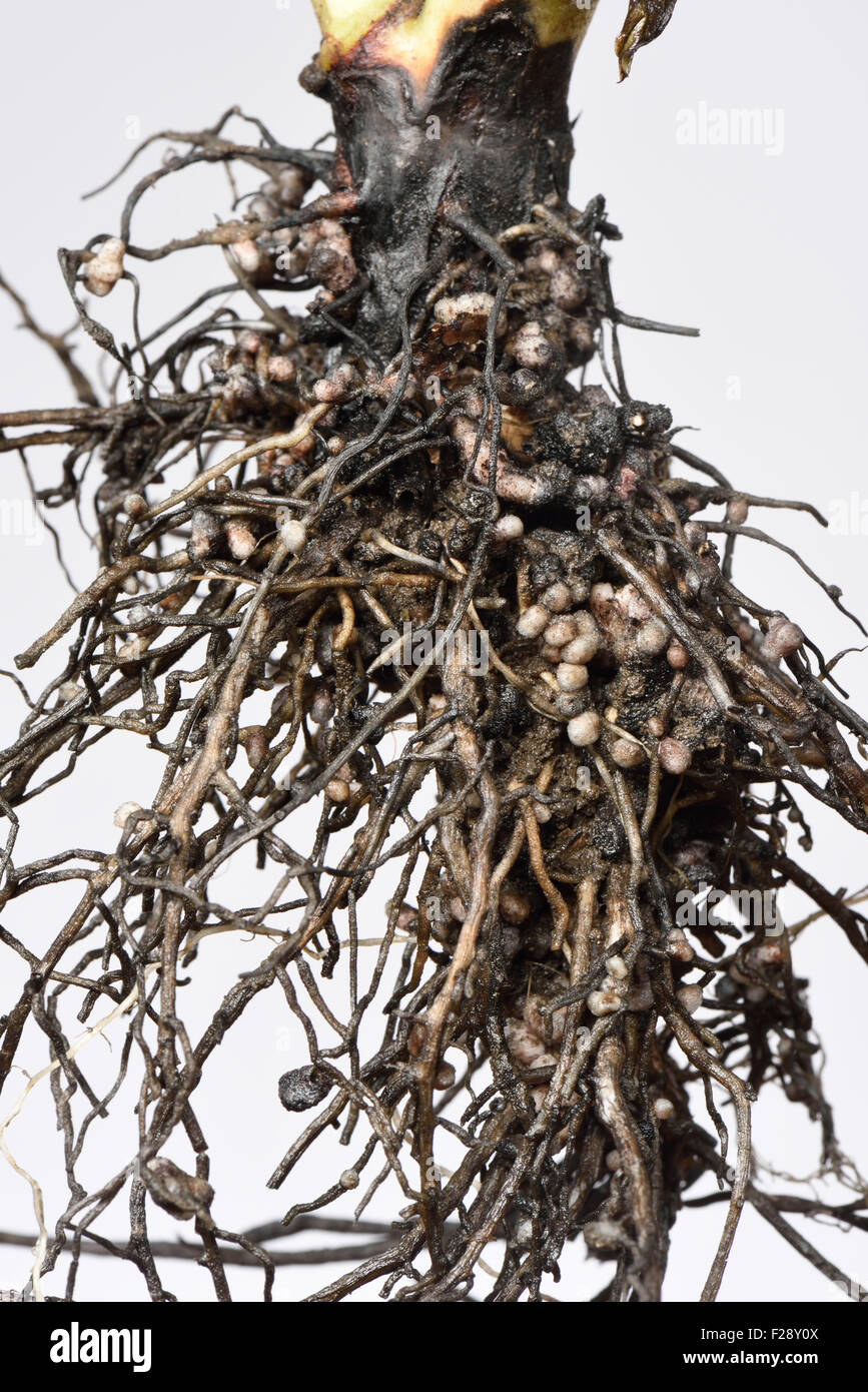 Wurzel einer Saubohne Pflanze zeigt Stickstofffixierung Knötchen gebildet durch Rhizobien, symbiotischen Bakterien ausgesetzt Stockfoto