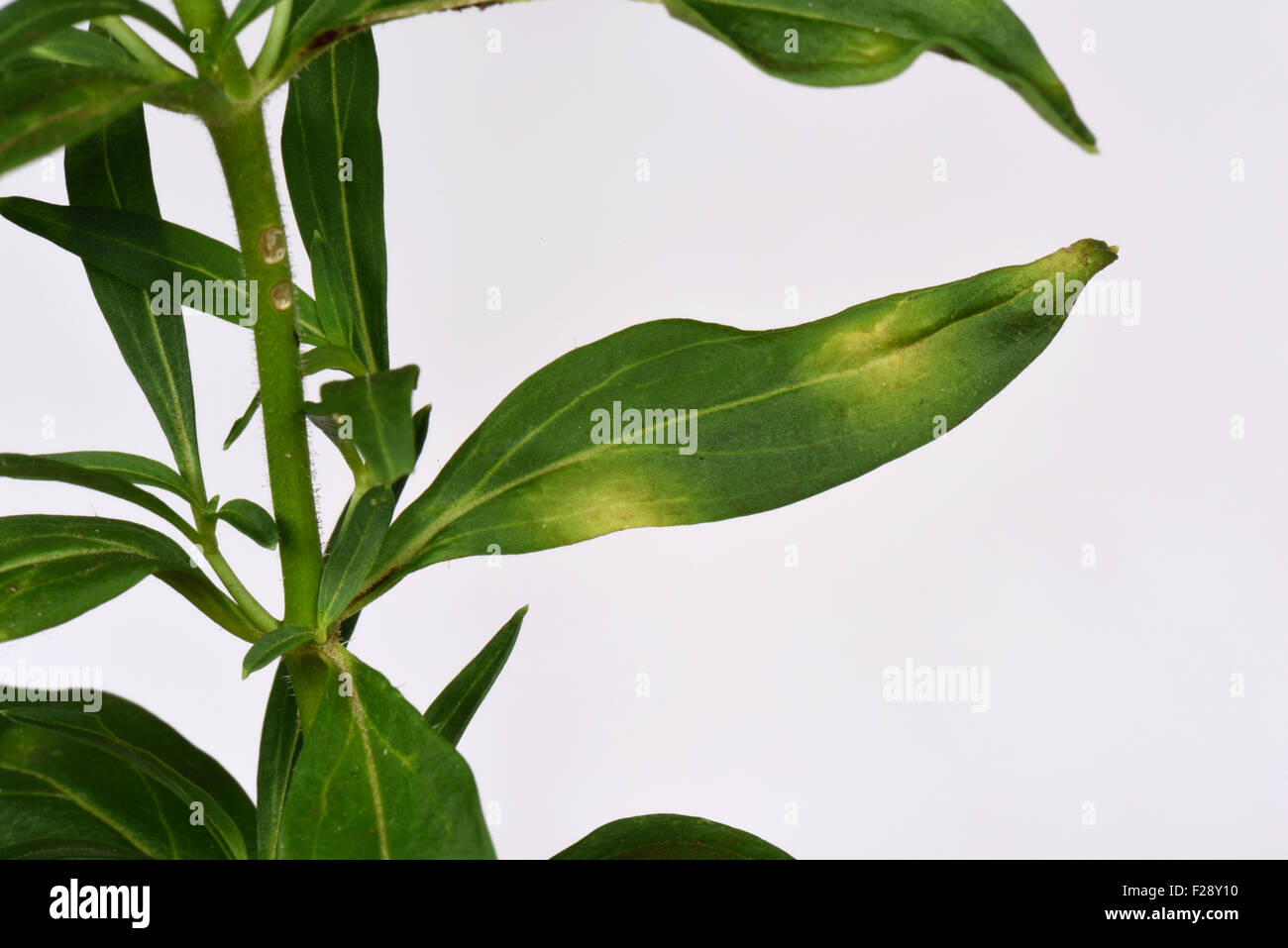 Antirrhinum oder Löwenmaul Rost, Puccinia Antirrhini, gelbe Flecken und allgemeine Schwäche in eine Antirrhinum oder Löwenmaul Pflanze, Stockfoto