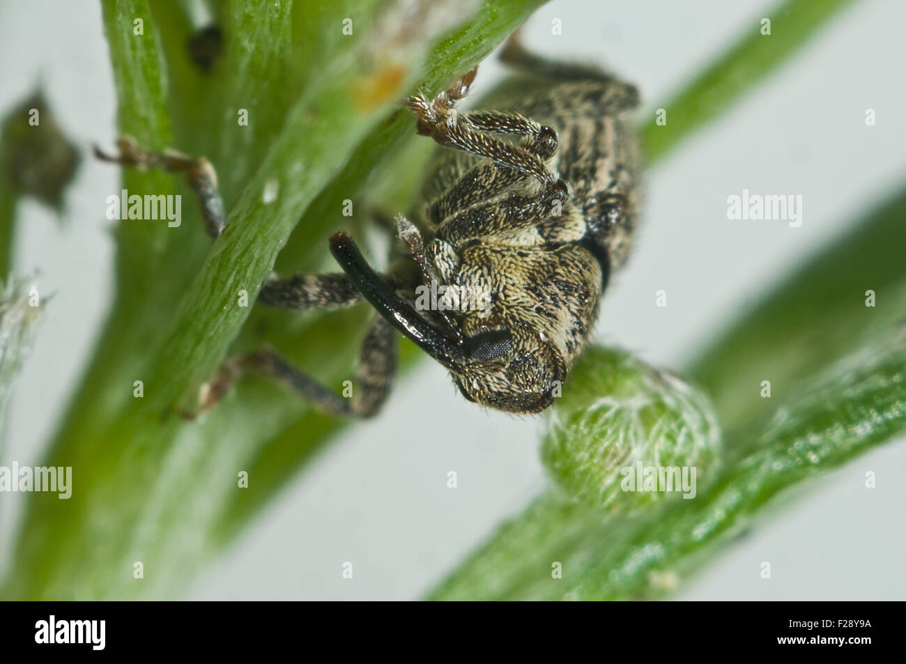Ein Kraut Stiel Rüsselkäfer, Ceutorhynchus Pallidactylus oder Quadridens, Erwachsene Pest auf süße Allysum Blätter, August Stockfoto