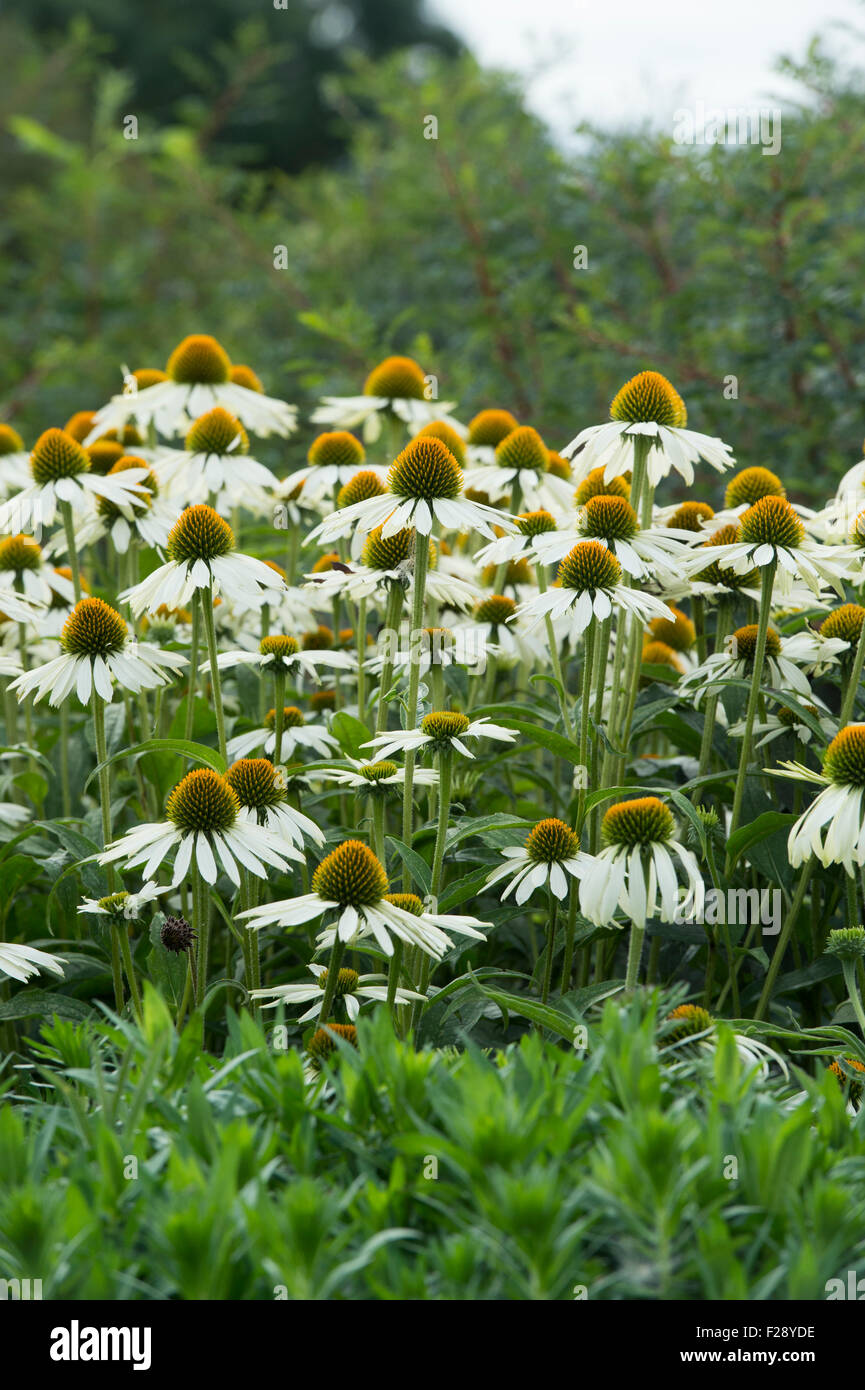 Echinacea Purpurea "weißer Schwan". Sonnenhut im Garten Grenze. UK Stockfoto