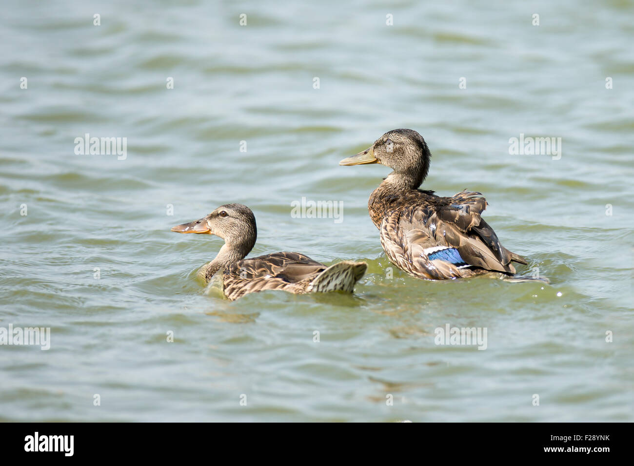 Weibliche Stockente (Anas Platyrhynchos) (rechts) und juvenile Schwimmen im Wasser. Fotografiert in Israel, im Januar Stockfoto