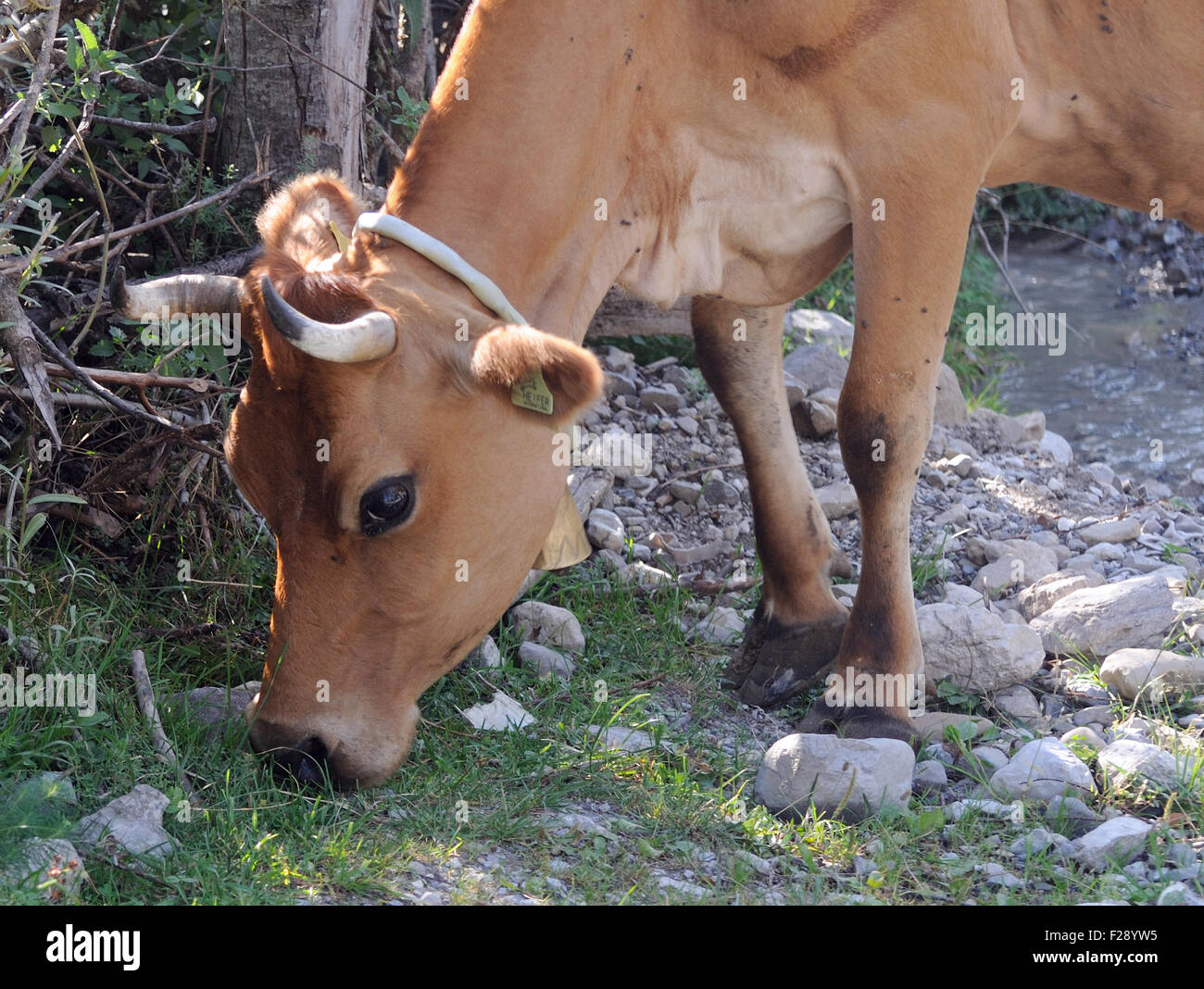 Eine Kuh mit einer Glocke um den Hals weidet spärliche Gras in einem Bergtal. Theth, Thethi, Albanien. Stockfoto