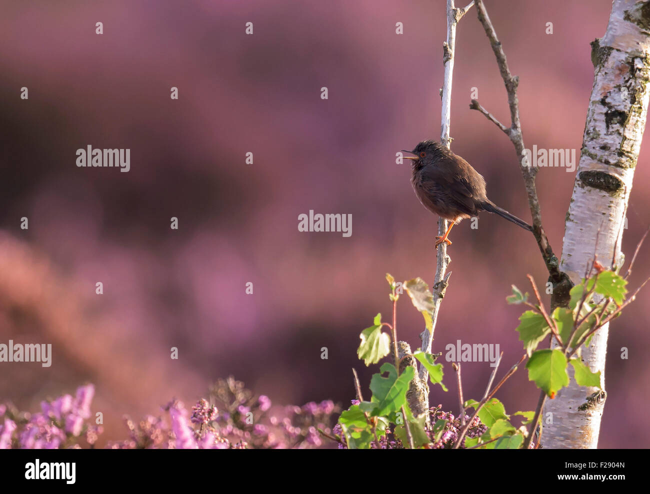 Männliche Dartford Warbler (Sylvia Undata) Birke Baum gehockt Stockfoto
