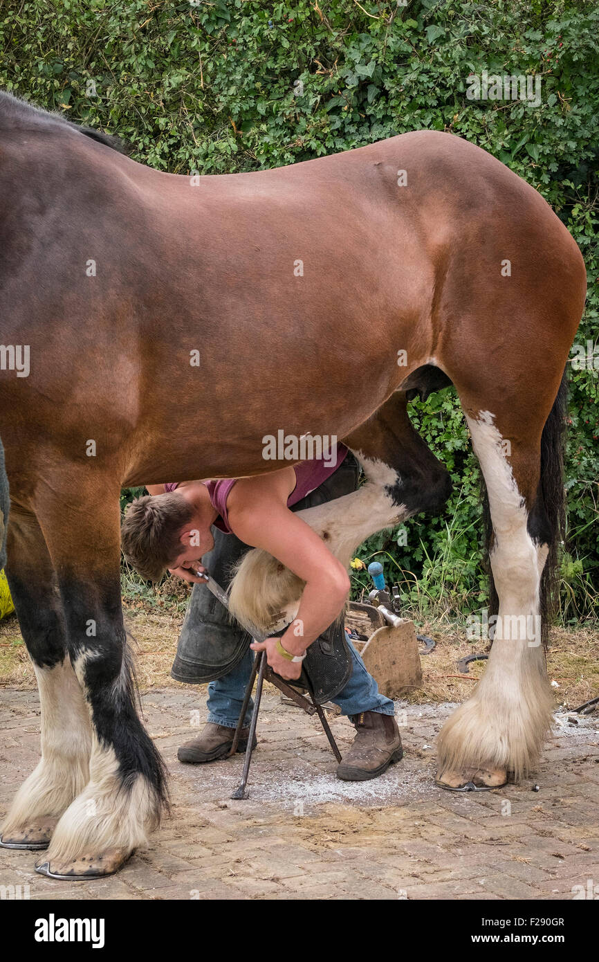 Ein Schmied, der ein Shire-Pferd auf der Essex Country Show, Barleylands, Essex, abschied. Stockfoto