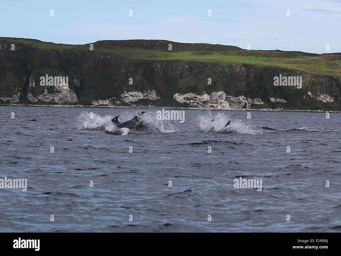 Ballycastle, County Antrim, UK. 14. September 2015. Delphine Meer Moyle zwischen Ballycastle und Rathlin Island mit Kirche Bay Fair Head und die Causeway Stimmen eine Spectular Kulisse auf einem Display der Exzellenz aufsetzen. Bildnachweis: Steven McAuley/Alamy Live-Nachrichten Stockfoto