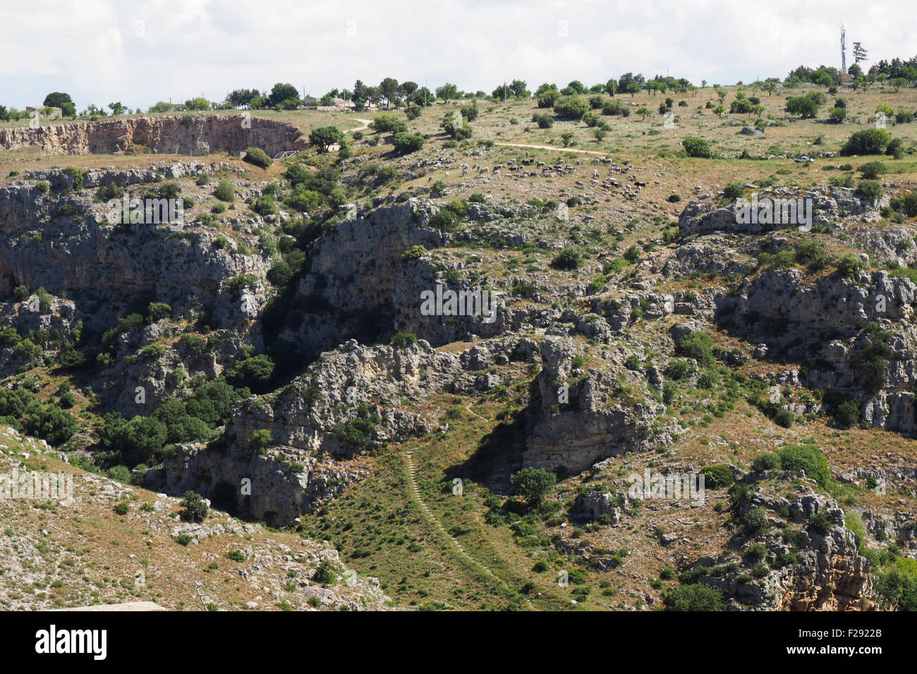 Eine Herde von Rindern auf der He-Seite einer Schlucht am Jesce Bach neben der Sassi di Matera erstellt. Stockfoto