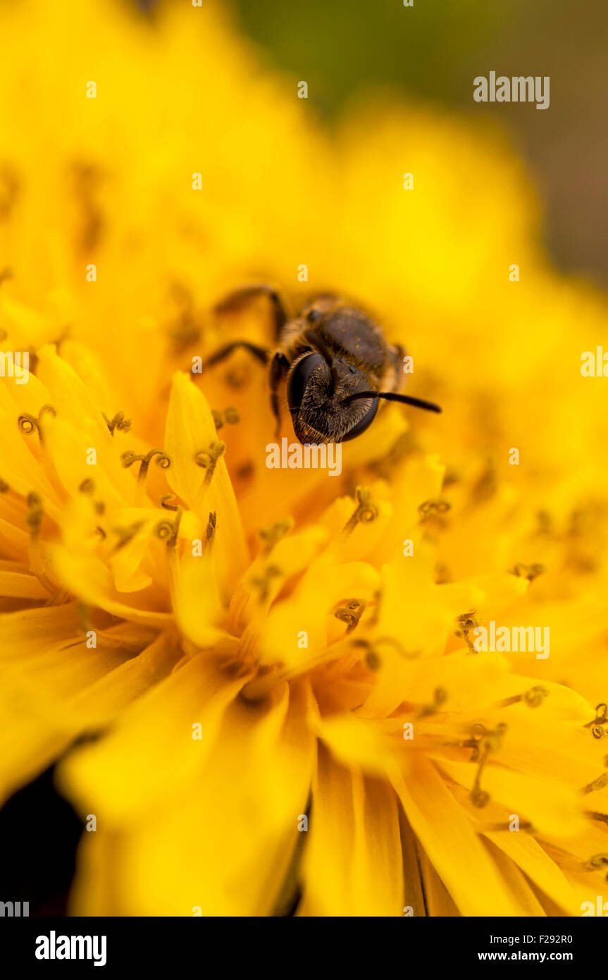 Biene auf Löwenzahn schließen--bis Stockfoto