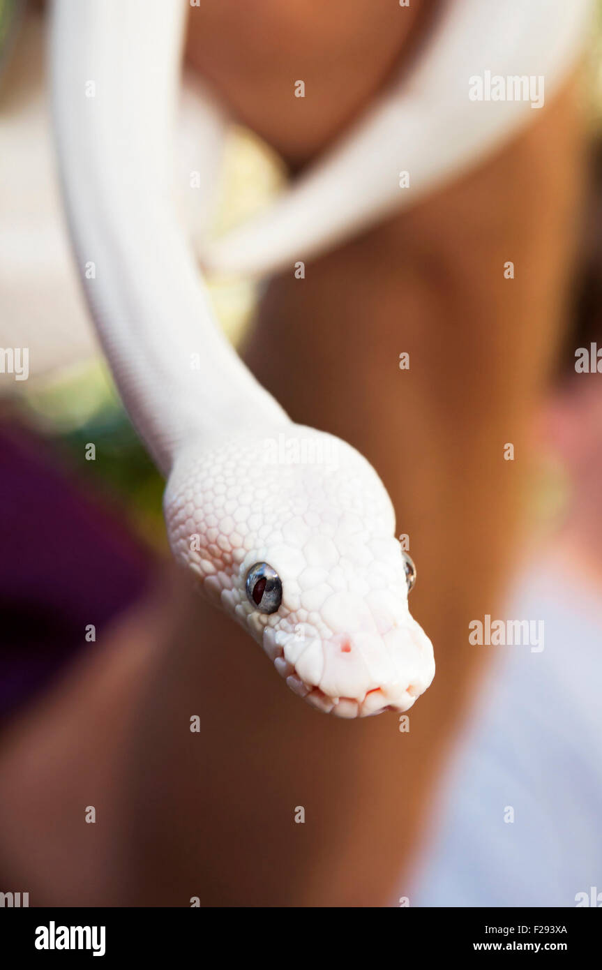 Weiße Königspython Stockfoto