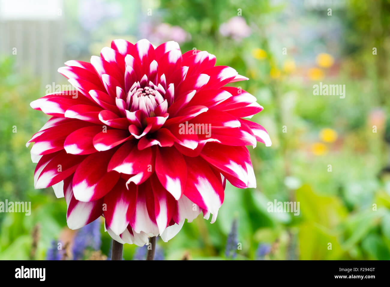 Dahlie Karma Ying Yang rot & weiße Blume, UK. Stockfoto