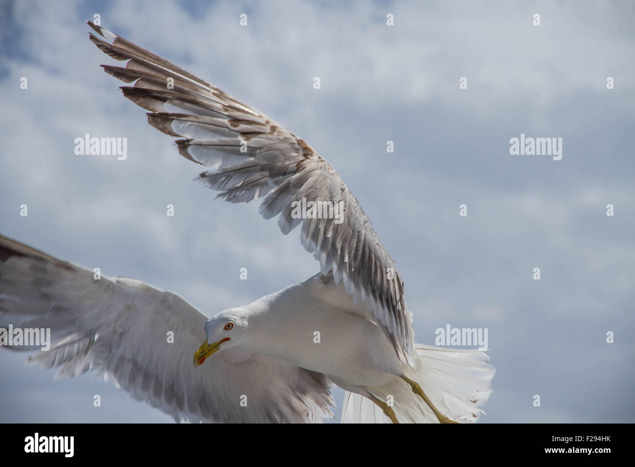 Möwe mit Flügeln fegte nach vorne Stockfoto