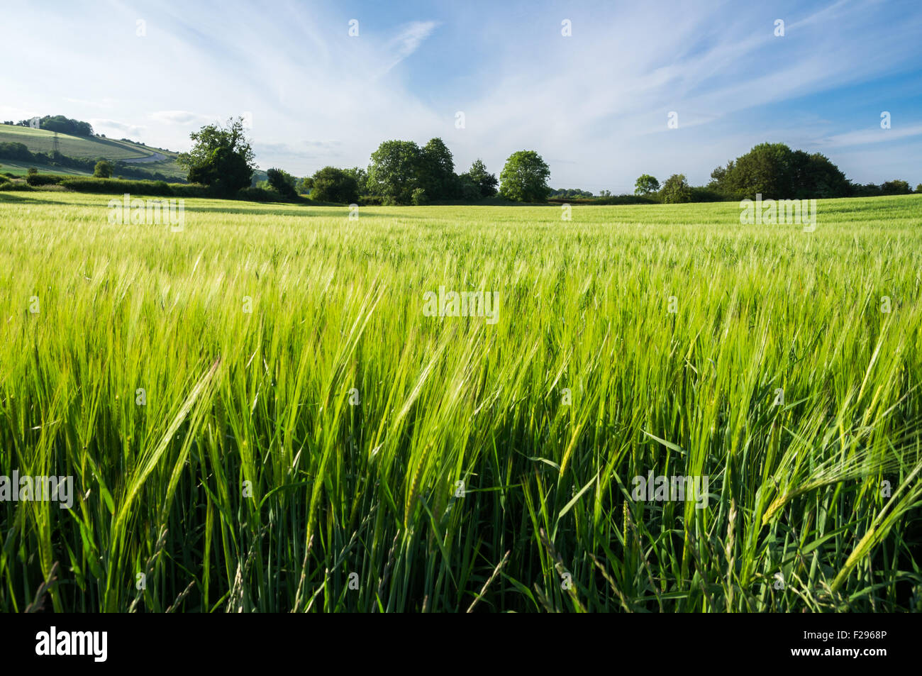 Eine warme, schneidet Sommertag Blick über ein Feld der wachsenden Stockfoto