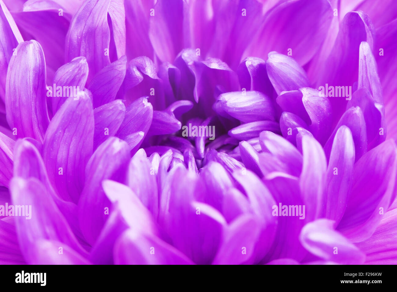 frischen violetten Chrysantheme Blüten, Nahaufnahme soft-Fokus Stockfoto