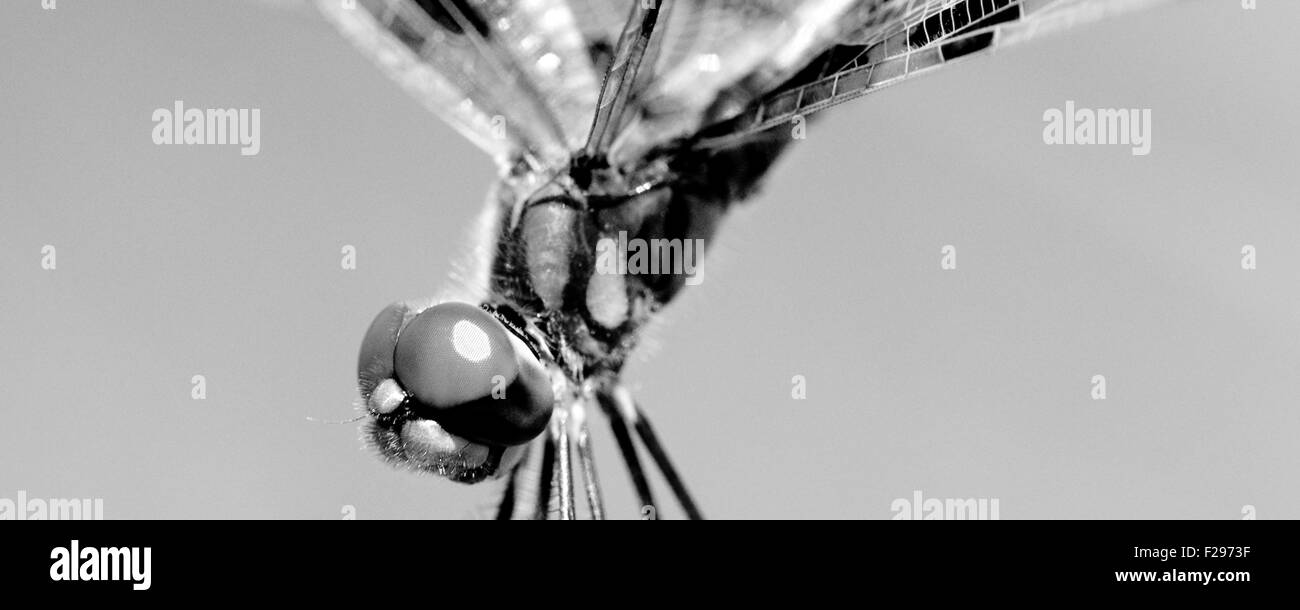 Nahaufnahme einer braunen Libelle Stockfoto