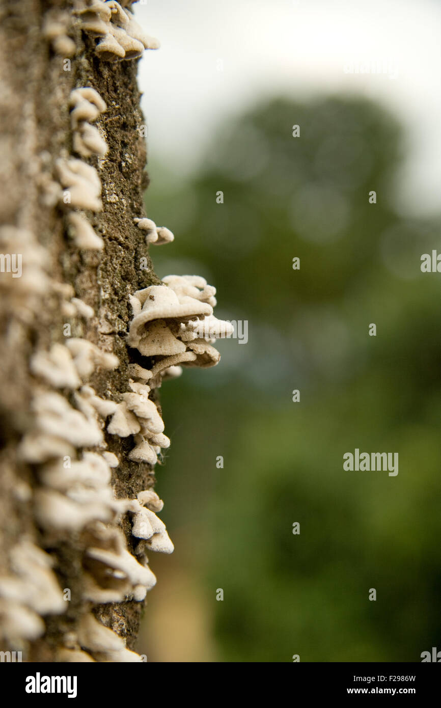 Wilde Pilze wachsen auf der Seite ein Mangobaum, Sao Paulo, Brasilien Stockfoto