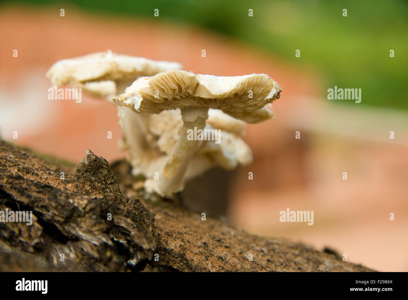 Wilde Pilze wachsen auf der Seite ein Mangobaum, Sao Paulo, Brasilien Stockfoto