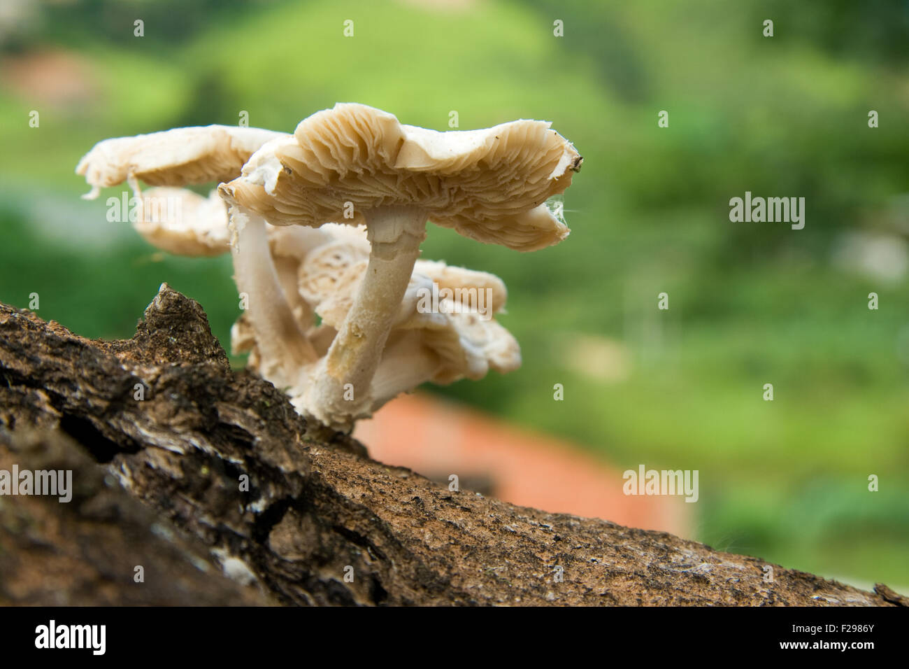 Wilde Pilze wachsen an der Seite eines alten Mangobaum. Stockfoto