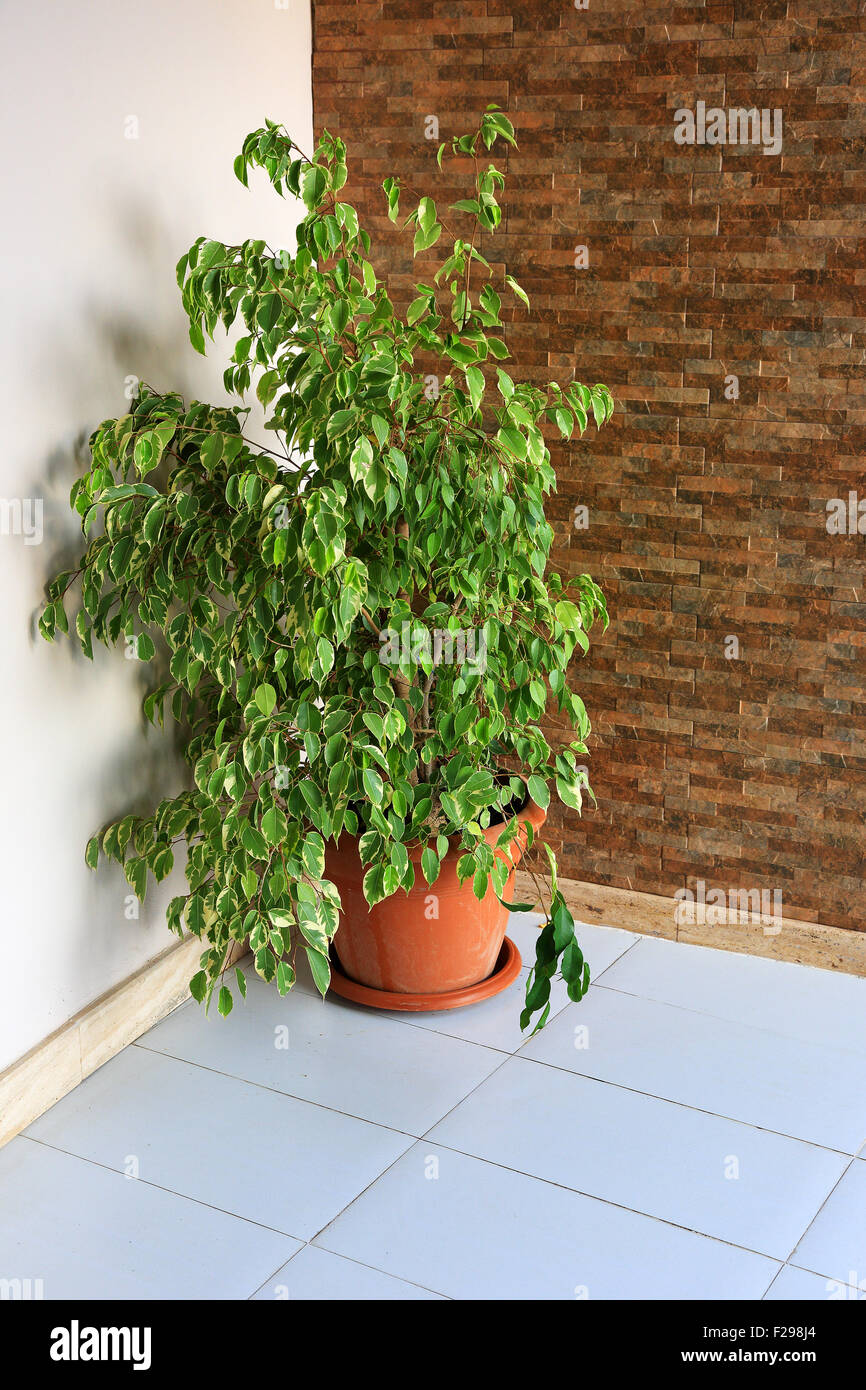 grüne Zimmerpflanze in einem roten Topf Stockfoto