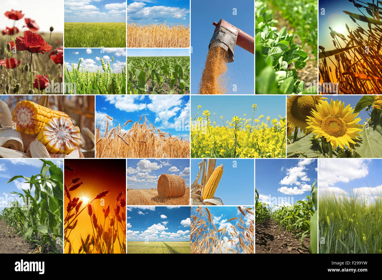 Collage mit Bildern über Landwirtschaft Stockfoto