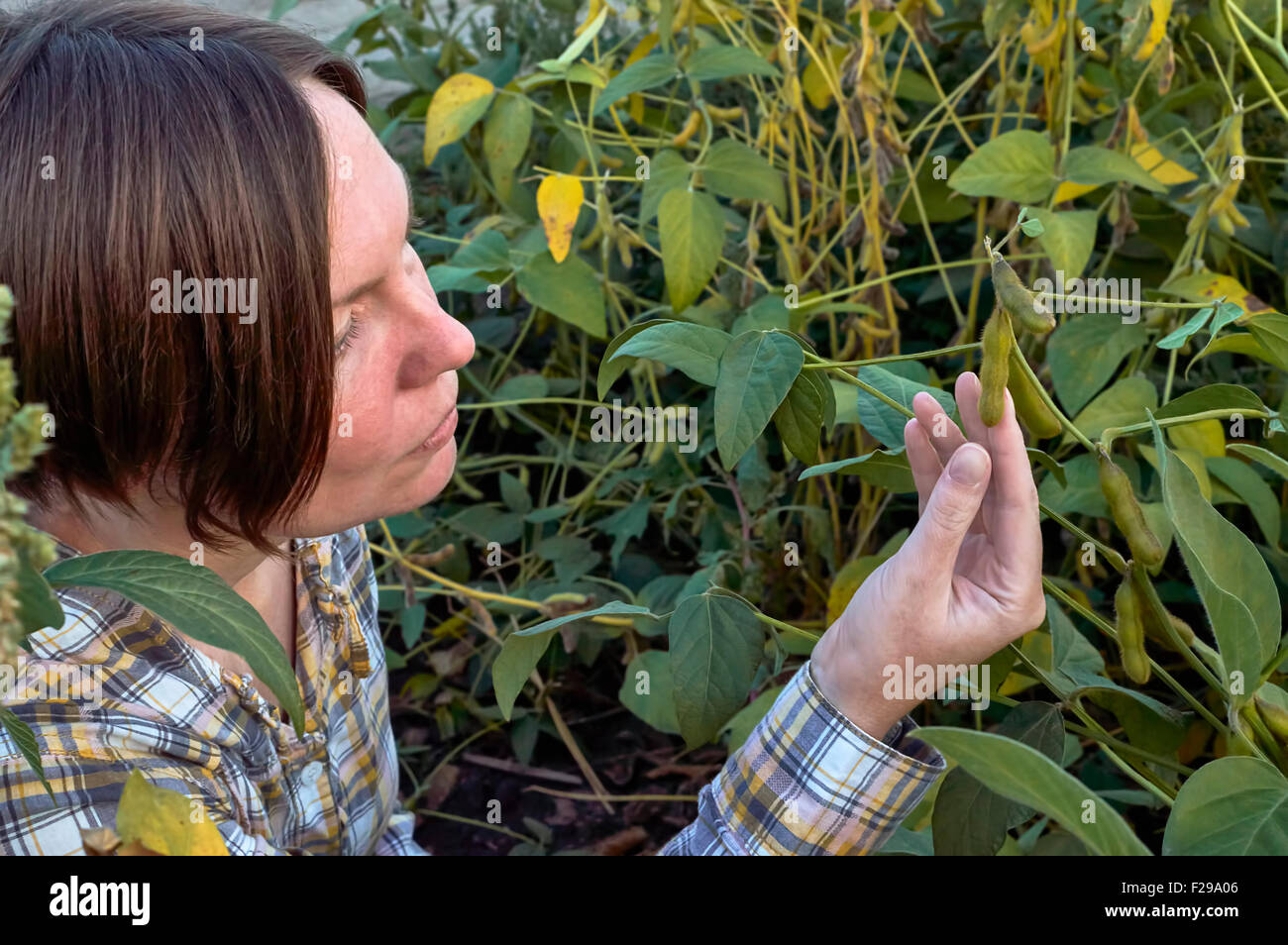 Landwirt Prüfung Sojapflanze in Feld. Selektiven Fokus. Stockfoto