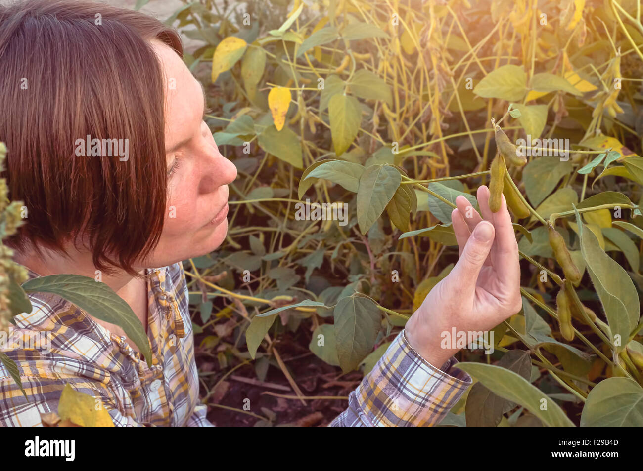 Landwirt Prüfung Sojapflanze in Feld. Selektiven Fokus. Stockfoto