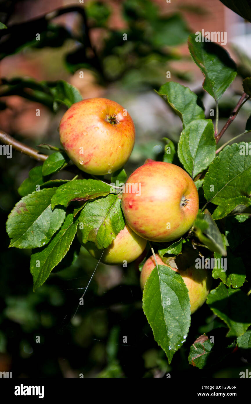 Die Laxton Superb Äpfel auf Familie Apfelbaum Stockfoto